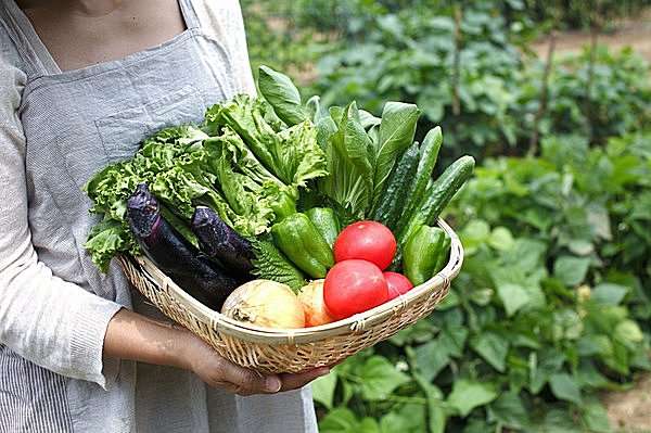 物価高の今、家庭菜園てどうでしょう？