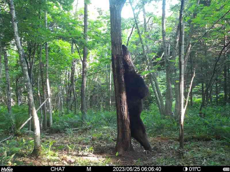 ＜最凶ヒグマOSO18＞駆除したのは役場職員の鹿撃ち「怪我で弱ってたんじゃないか」お手柄にもかかわらず、役場も本人も諸手を挙げて喜べない理由