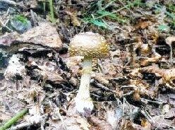 公園で採ったキノコを食べて錯乱・けいれん　東京都が注意呼びかけ