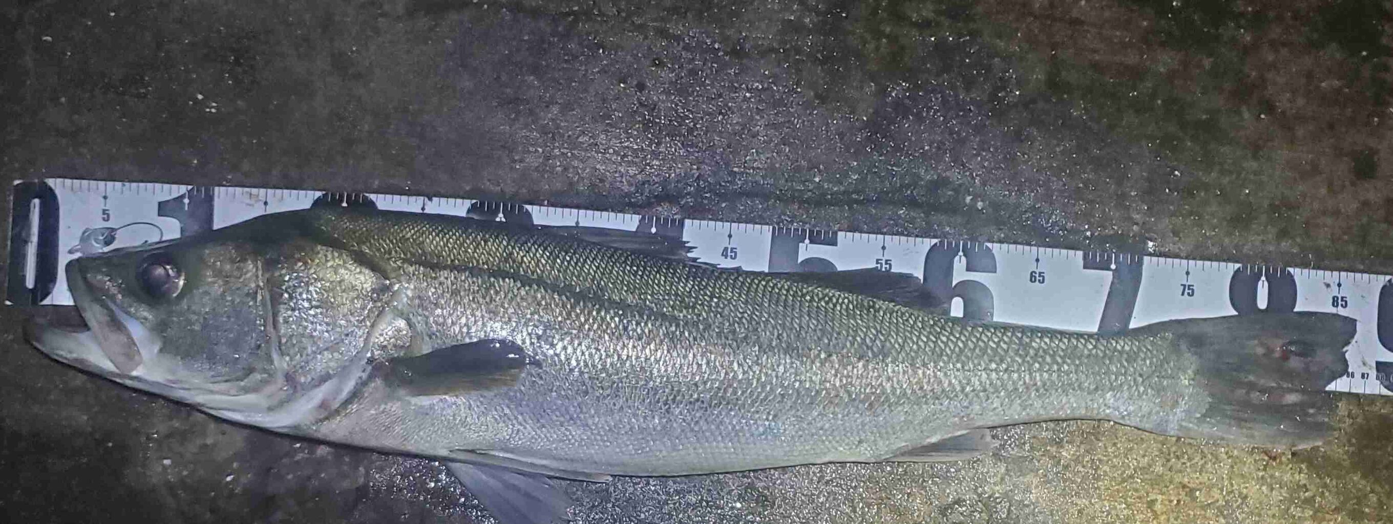 好きな趣味を書くと、同じ趣味の人がコメントしてくれるトピ