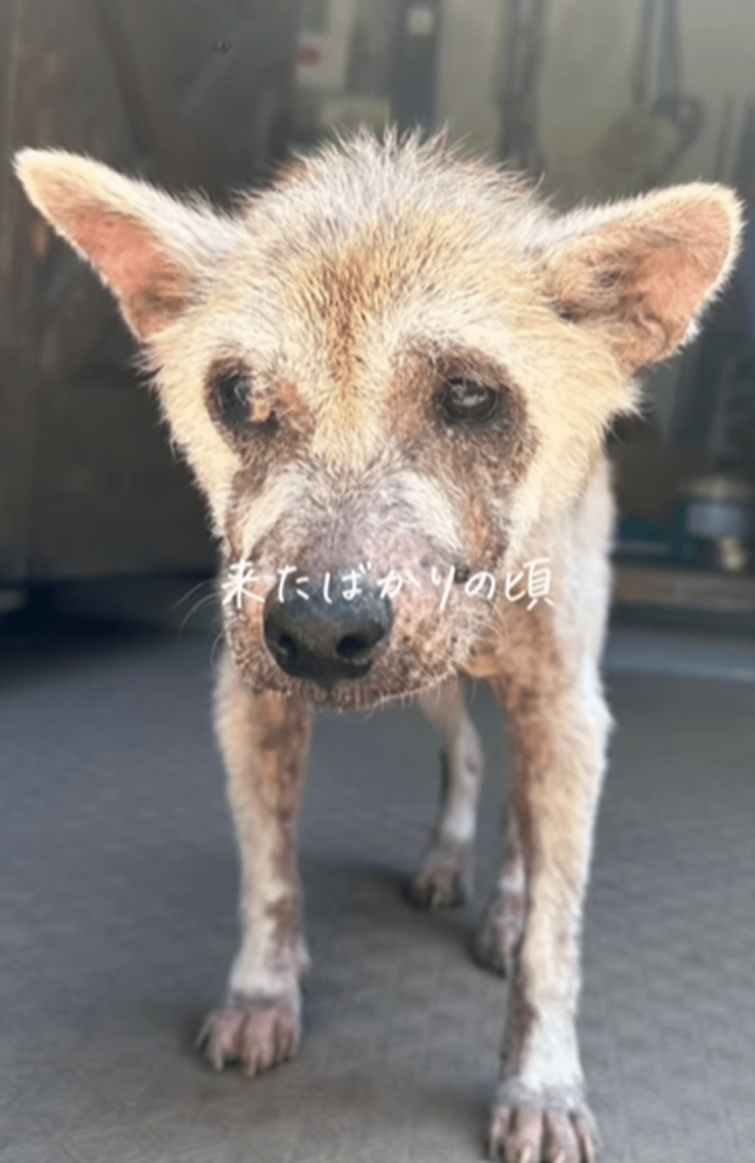 外に放置され『存在すら忘れ去られた犬』数ヶ月後の変化に…「涙が出ます」「寂しかったんだな」「幸せになってほしい」