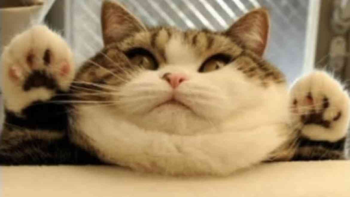 【デブ限定】デブだけどって前置きして会話するトピ