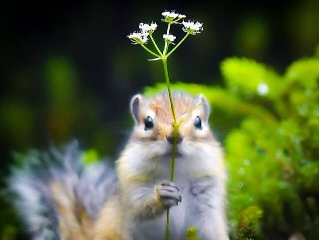 優しい画像で浄化されるトピ