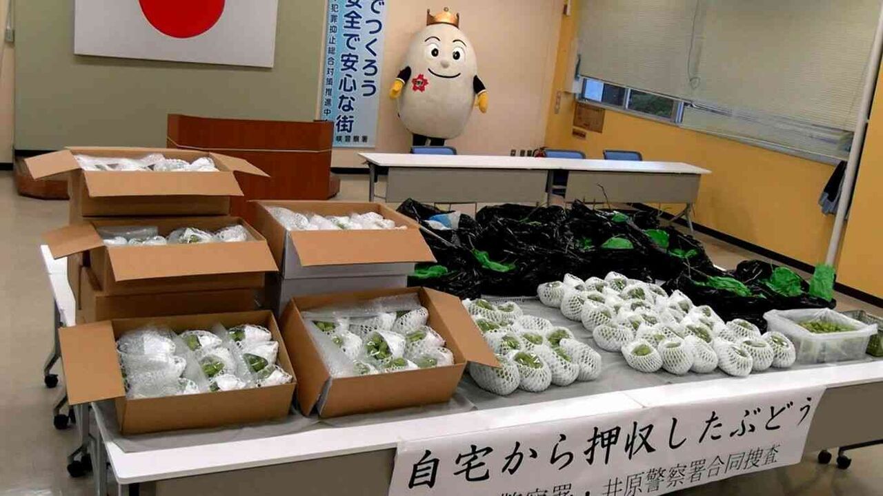 丹精込めて作った高級ブドウがごっそり　ビニールハウスから栽培中のブドウ約200房を盗んだ疑いで男（42）を逮捕　自宅からは約300房を発見【岡山】