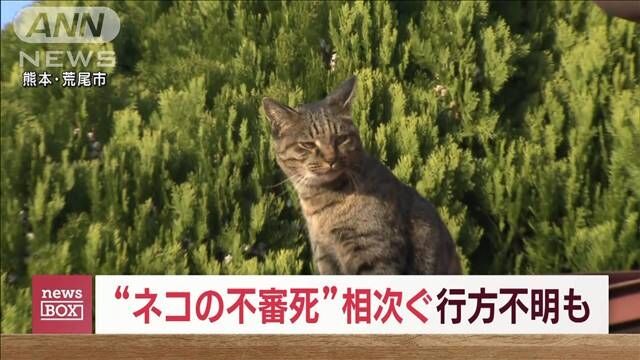 ネコの不審死 熊本で相次ぎ確認　4匹立て続け さらに行方不明も