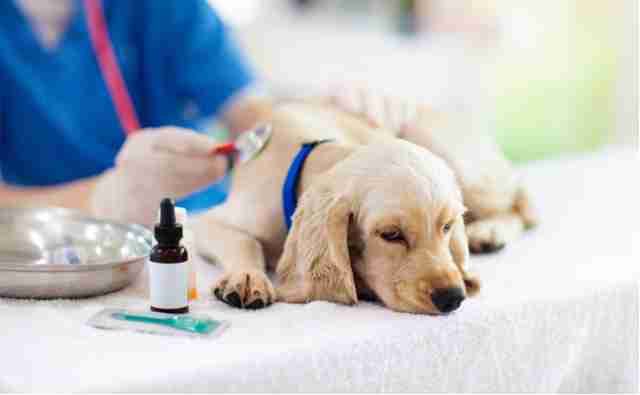 動物病院代、いくらくらいかかりますか？