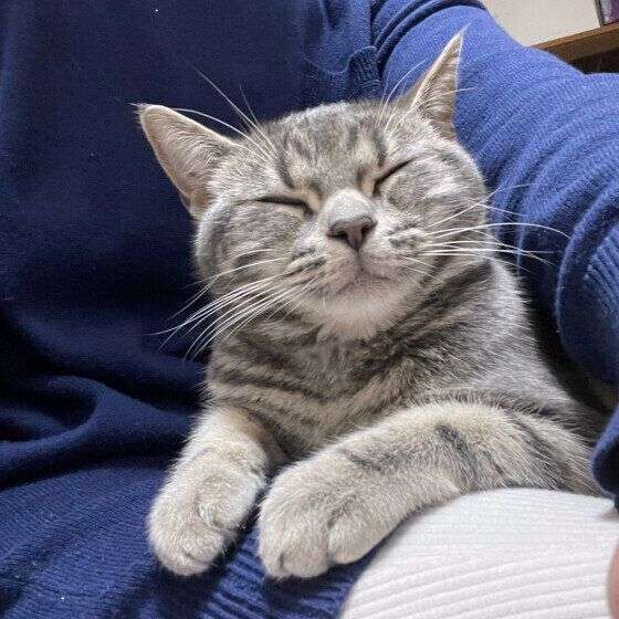 なぜか猫が寄っていく、何もしていないのに猫に好かれる人の秘密