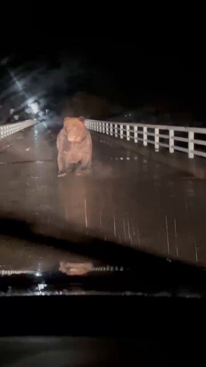 北海道で車を運転中、ヒグマに襲われる動画が想像以上に衝撃映像だった…真正面から突撃してくる迫力に「こんなにデカいのか」「死んだフリとか無理」