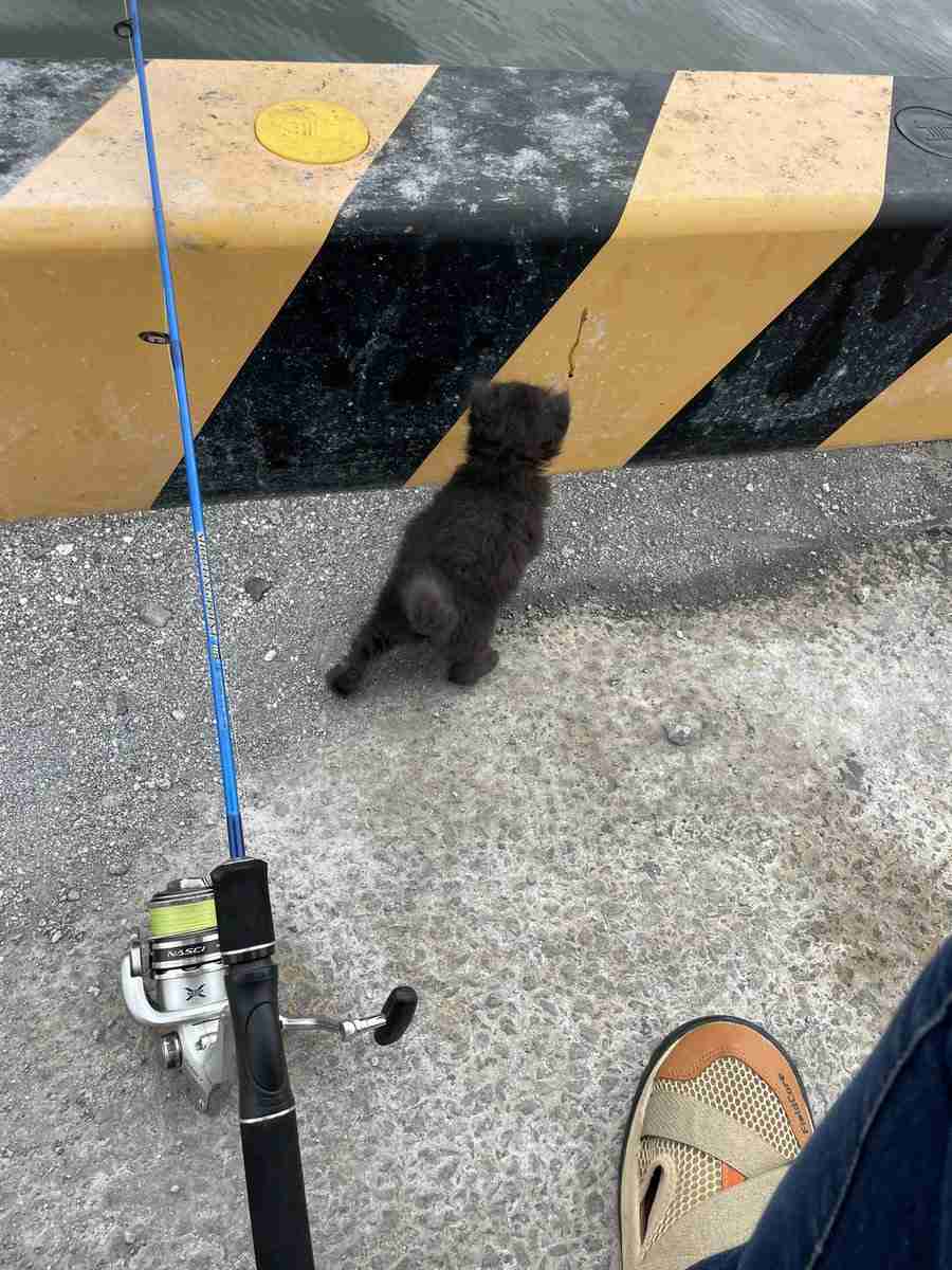 釣りをしていたら突然、子猫の鳴き声　走り去った1台の車　「どうしたものか」釣り人の行動に喝采