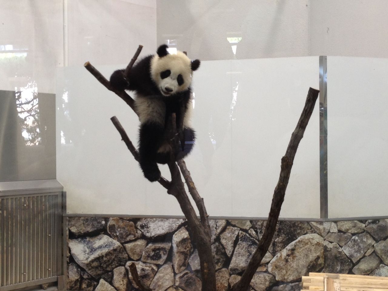 和歌山アドベンチャーワールドへ ポコポコ日記