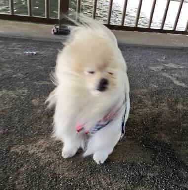 画像 イッヌ 台風なんて知らん 散歩いくンゴ 散歩行くンゴ ぬこトレンド 画像 イッヌ 台風なんて知らん 散歩いくンゴ 散歩行くンゴ ぬこトレンド