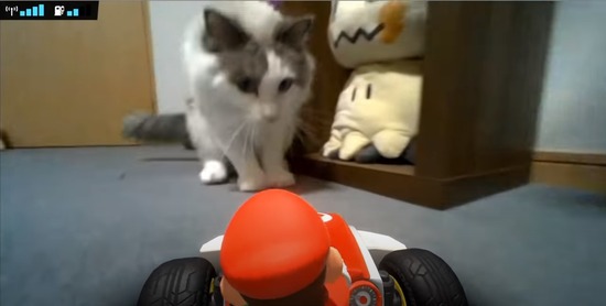 悲報 有名ポケモン実況者のライバロリ氏 マリオカートで猫を虐待した疑惑で炎上ｗｗｗ ぬこトレンド