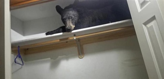 【画像】住宅に侵入したクマ、内側から鍵を掛けのんびり居眠りｗｗｗｗｗｗｗｗ