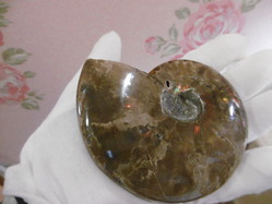 ammonite-power-stone-4 (2)