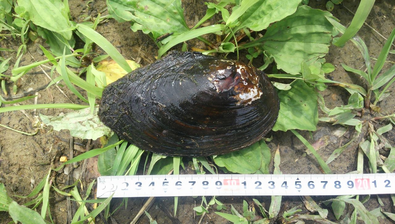 田んぼの生き物たち こまちの郷から 田んぼの生き物たち こまちの郷から