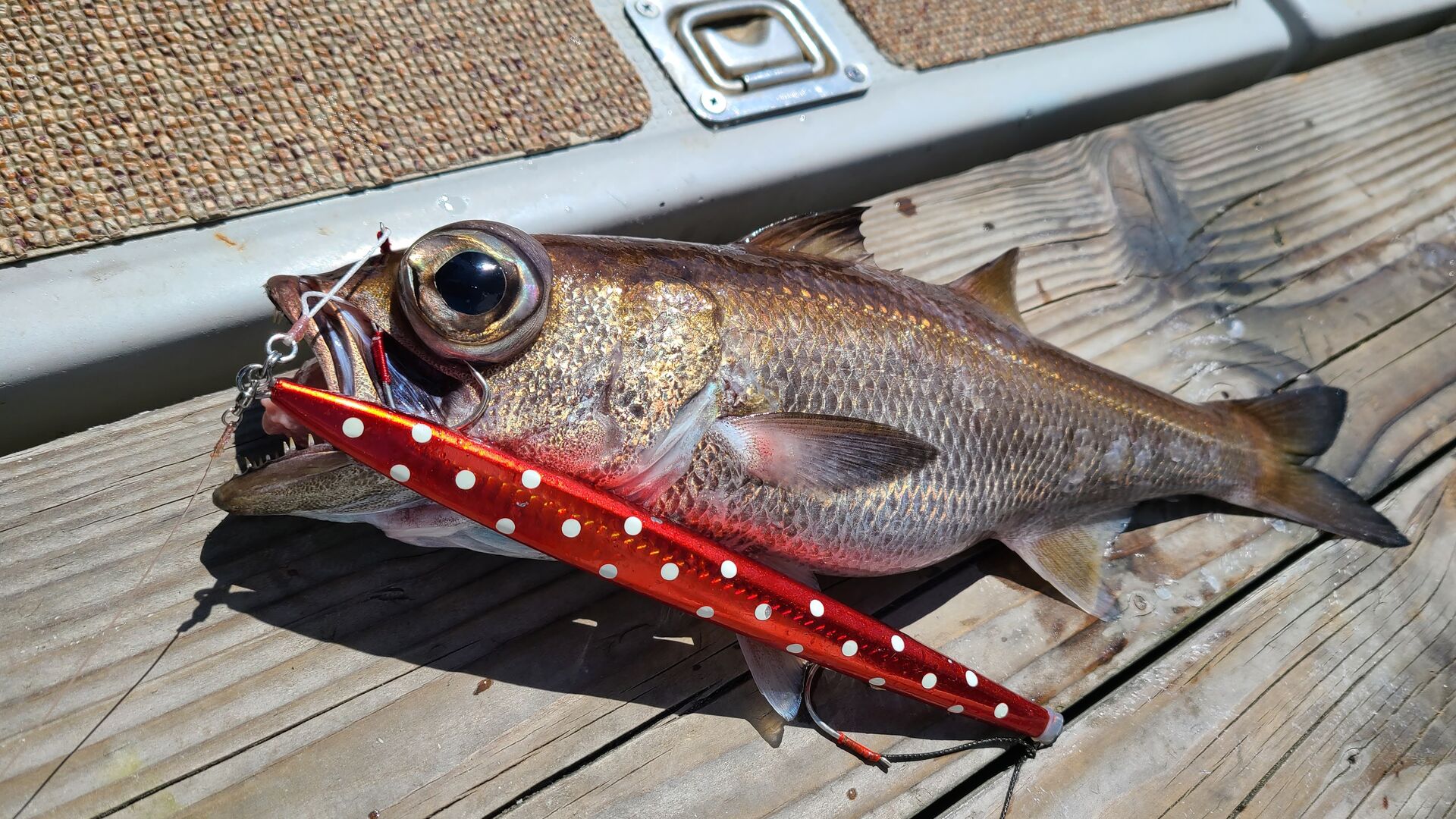 深海ジギング トンジギ 500グラム 4本 深海ジギング トンジギ 500