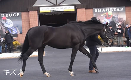 社台スタリオン種牡馬展示会2025の大トリはキズナ