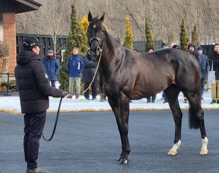 シャフリヤール 日本より海外の方が評価が高かった