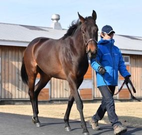 【競馬】　ジェンティルドンナの初仔モアナアネラ、なんか微妙っぽい…