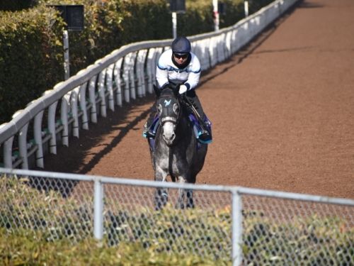 【フェブラリーS】単勝1番人気になりそうなオメガパフュームに死角はあるのか？