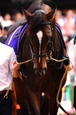 【競馬】　キタサンブラック人気しすぎﾜﾛﾀwwww