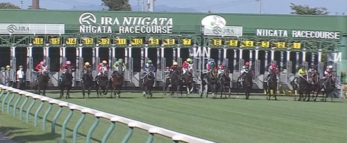 新潟芝1000m直線の傾向とアイビスSD登録馬の新潟芝実績