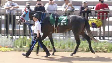 【シルクロードS】ビッグシーザー斤量59.5キロを考慮し回避