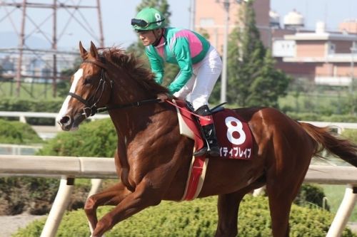 【競馬】ケイティブレイブ、次走は名古屋大賞典に デビューから1度も休み無し