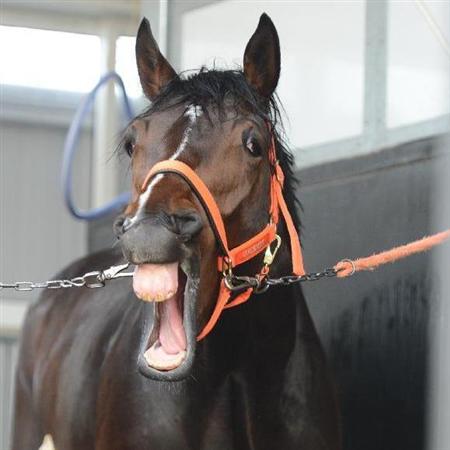 【競馬ネタ】カレンブラックヒルが1番人気だった2013年フェブラリーS