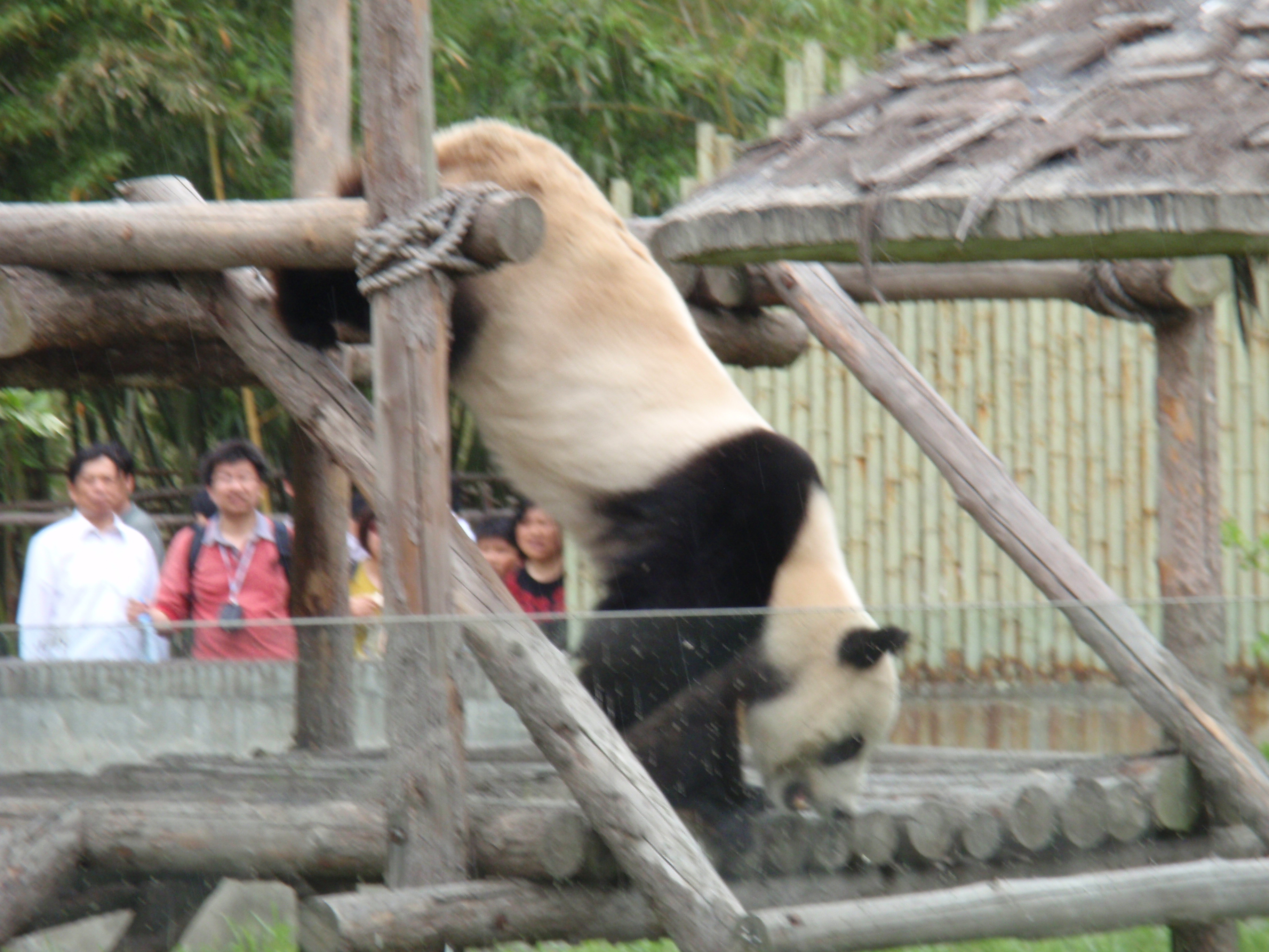 上海野生動物園 こりゃー可愛い編 日刊 木更津