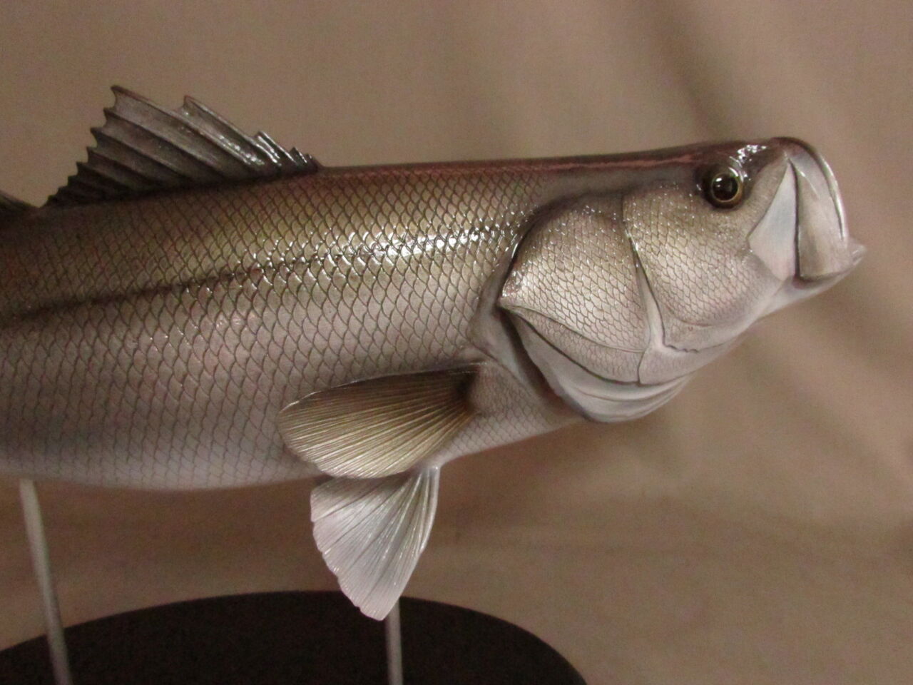 ハンドメイド 55cmシーバス スズキ 釣り フィギュア 魚模型