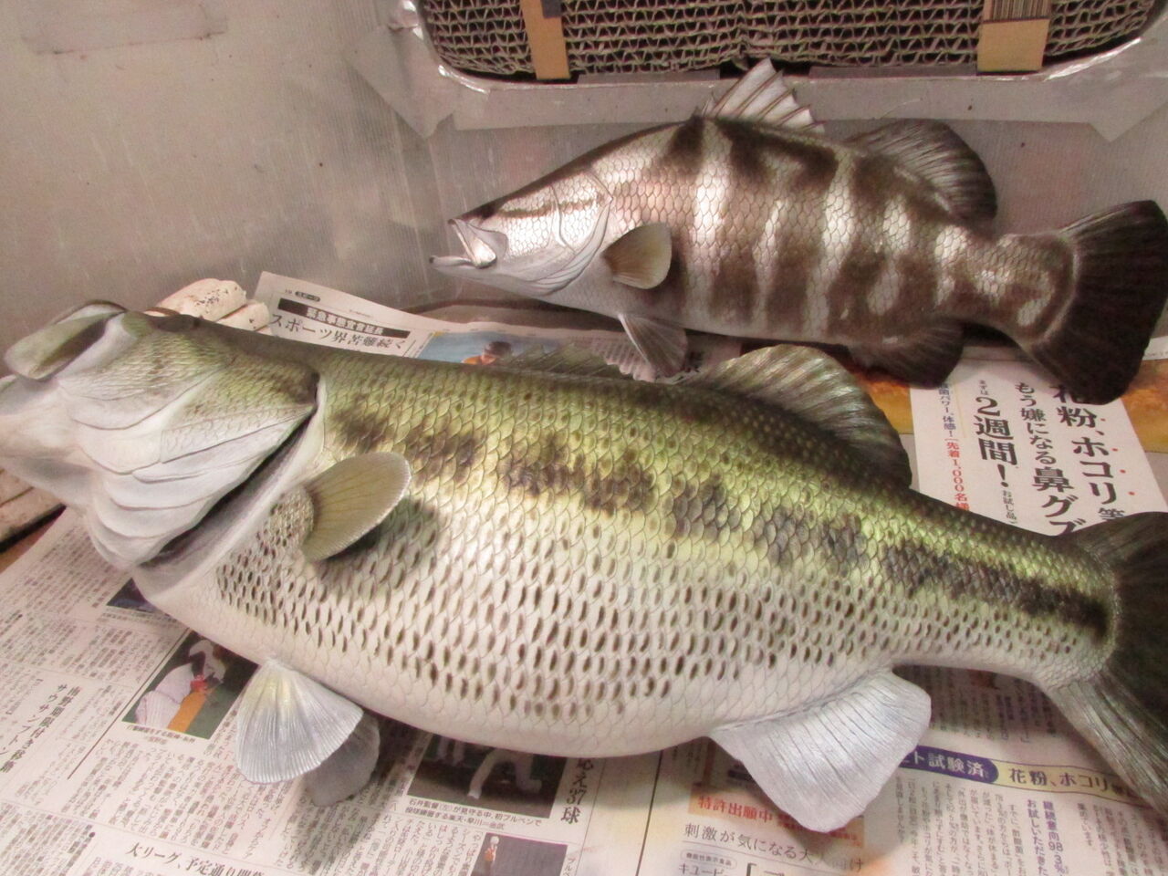 【美品】50cm アカメ 幼魚色（樹脂製）fish craft REAL製作 美品】50cm アカメ 幼魚色（樹脂製）fish craft REAL製作 美品