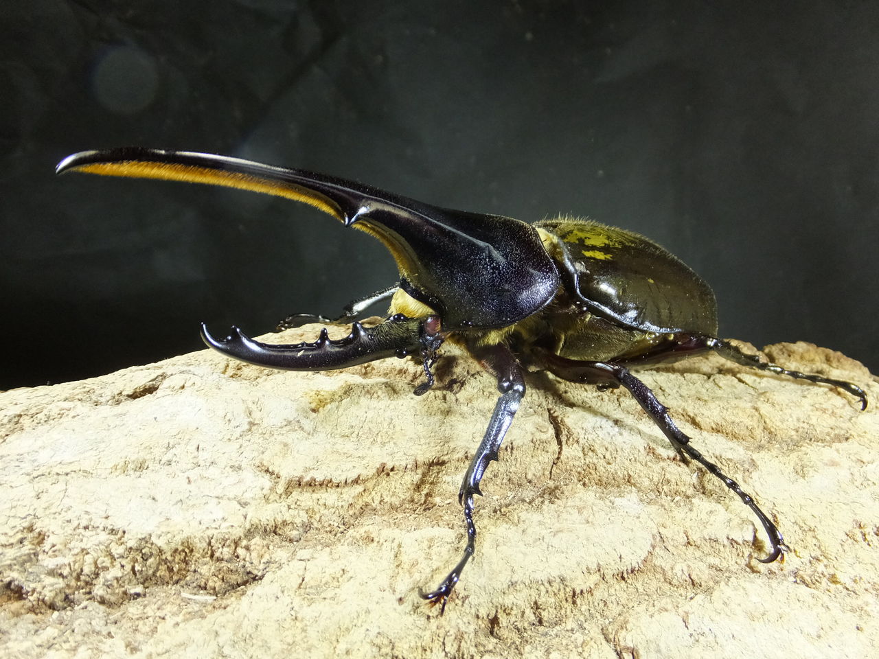 レッドアイ！ : カブトクワガタ☆GLOBAL