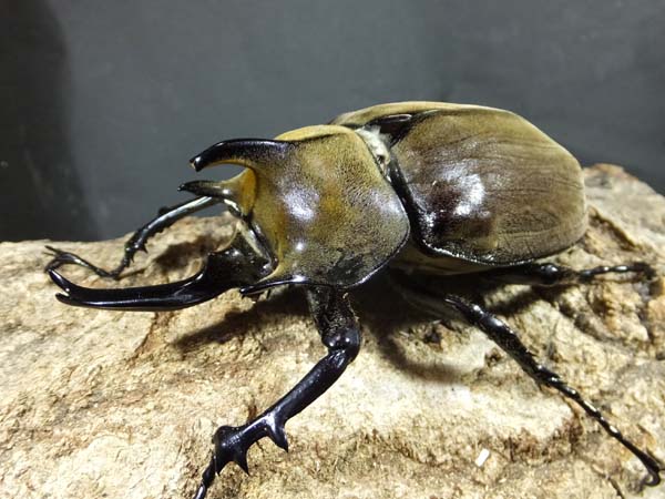 外国産カブトムシ カブトクワガタ★GLOBAL