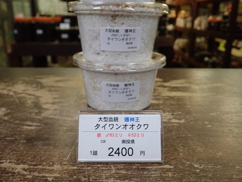 爆神王