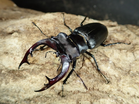 アクベ
