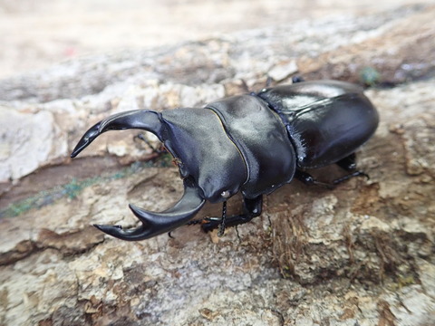 ホワイトアイオオクワ