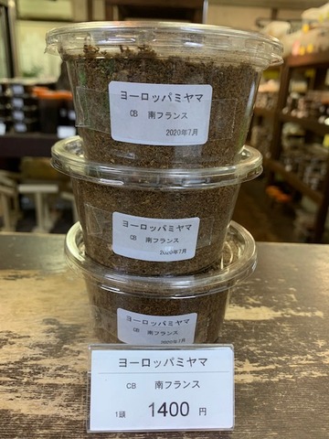 ヨーロッパミヤマ