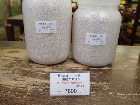 玄武ペア
