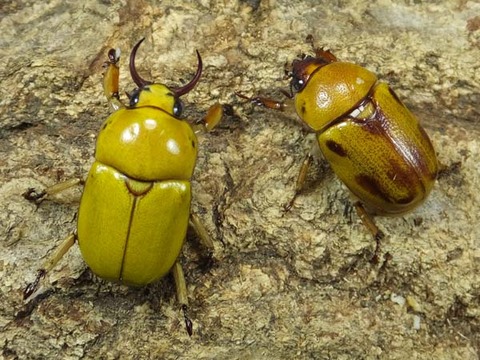 328-クワガタコガネイエロー