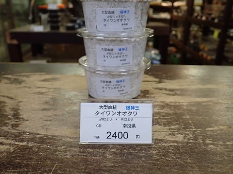 爆神王