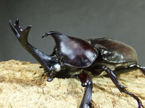 国産カブトムシ カブトクワガタ Global 国産カブトムシ カブトクワガタ Global