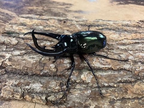 kokasasu107-20260223