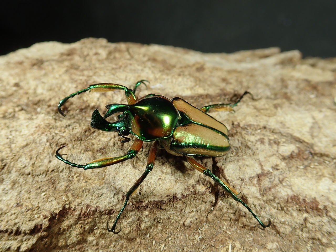 フィリピン、インドネシア、ワイルド便！！ : カブトクワガタ