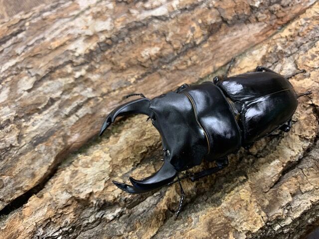 元祖奈良輪川西ちなみ爆発ライン入荷！ : カブトクワガタ☆GLOBAL