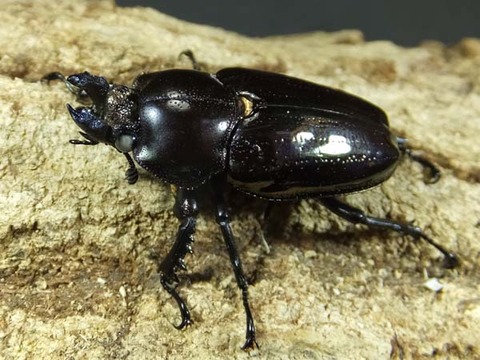 niziiro-black-white38-4