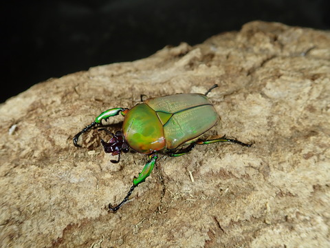 プロイスビロード