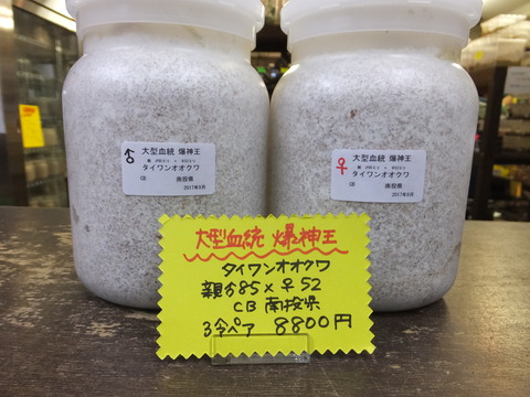 爆神王