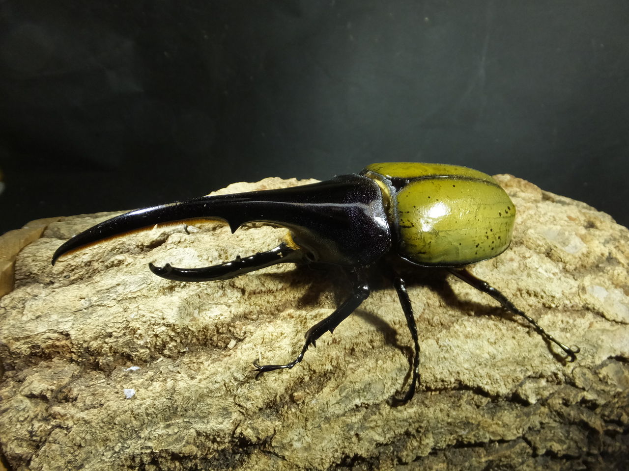 外国産カブトムシ : カブトクワガタ☆GLOBAL