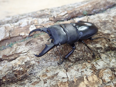 ホワイトヒラタ